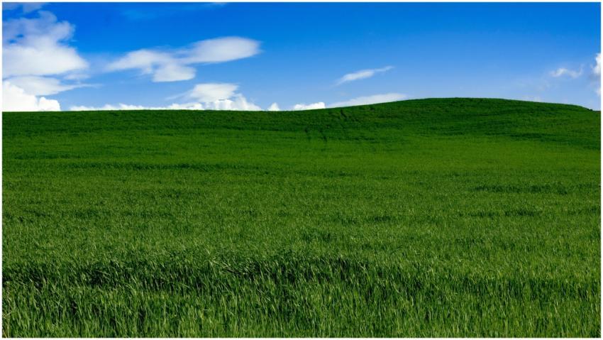 Lush green field beneath a clear blue sky, capturi