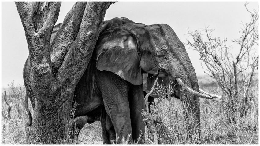 A detailed monochrome shot of a wild African eleph