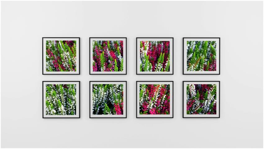 A collection of framed vibrant heather flower phot