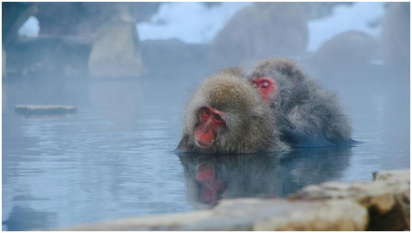 Japanese macaques enjoying a hot spring in Nagano,