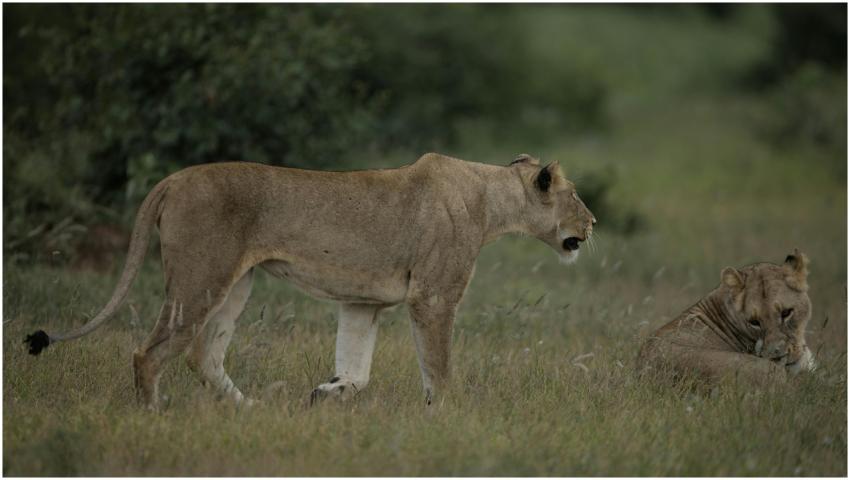 Two lionesses in a serene South African grassland