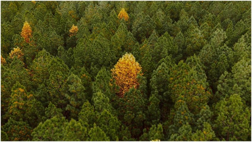 Free stock photo of aerial, autumn, buzzard point
