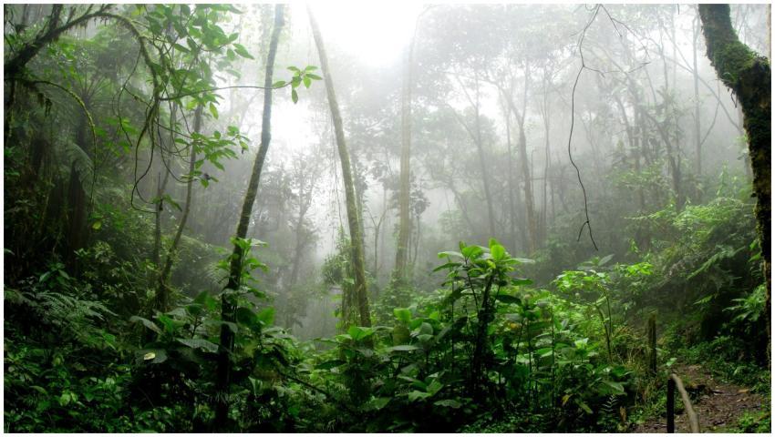 Dense misty rainforest in San Antonio Del Tequenda