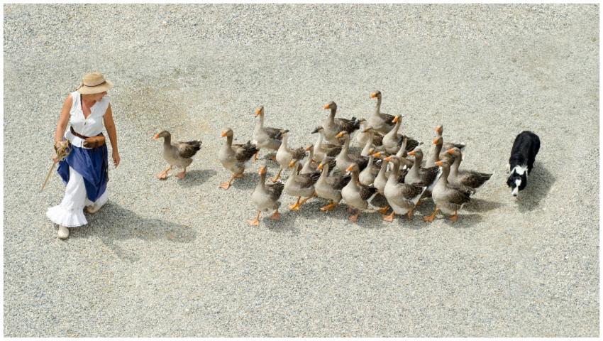 Aerial view of woman herding geese with a border c