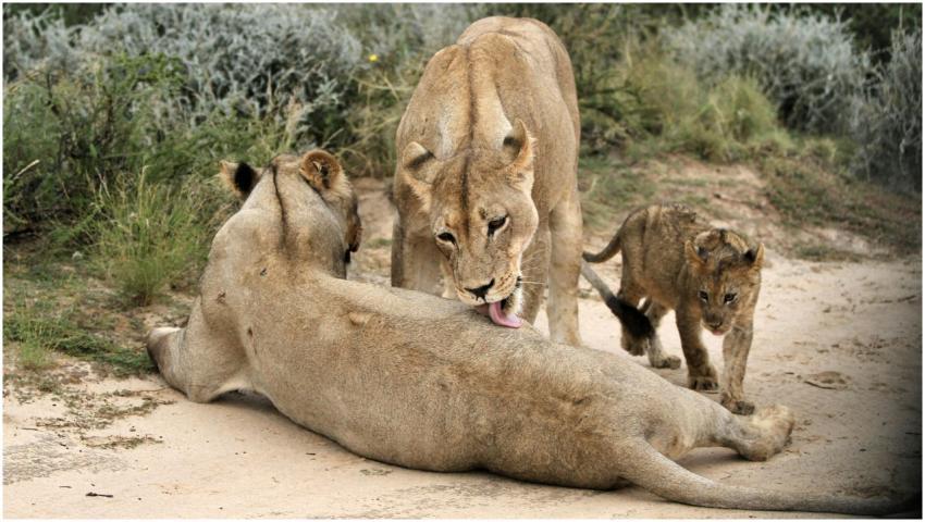 A lion pride with adult lions and a cub in the wil