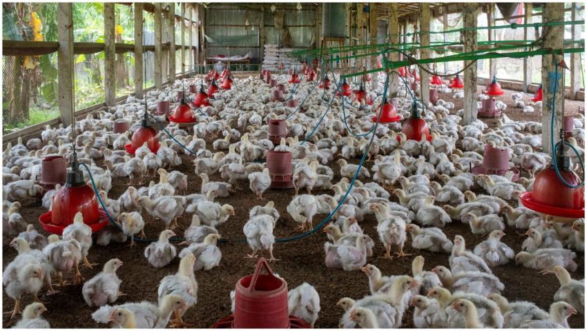 A crowded poultry farm housing numerous broiler ch