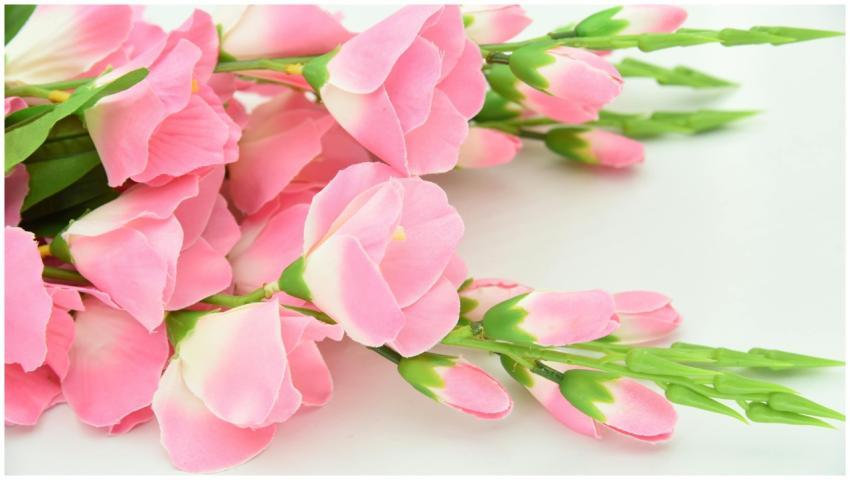 Close-up of beautiful pink cherry blossoms showcas