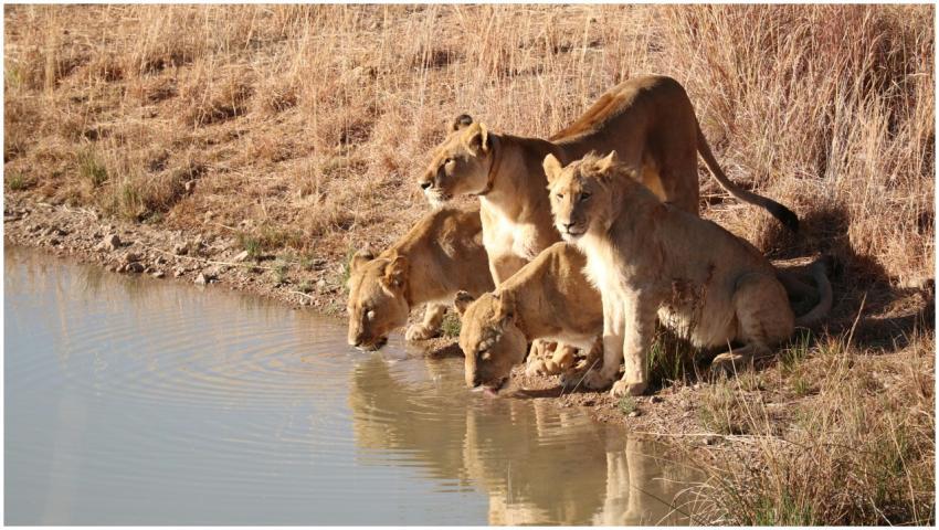 A family of lions gathers at a waterhole in the wi