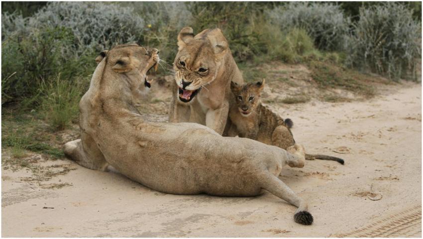 Lioness and cubs in a dynamic interaction, highlig