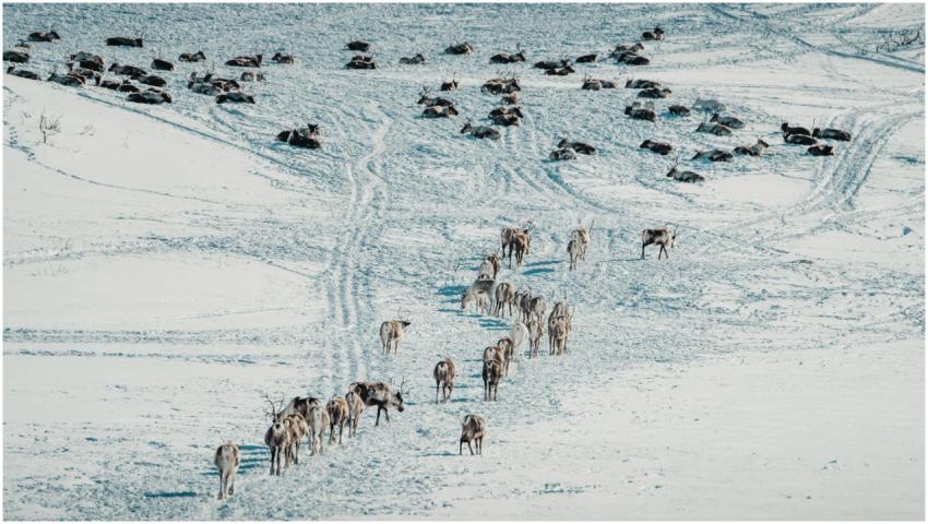 A herd of reindeer travels across a snowy terrain