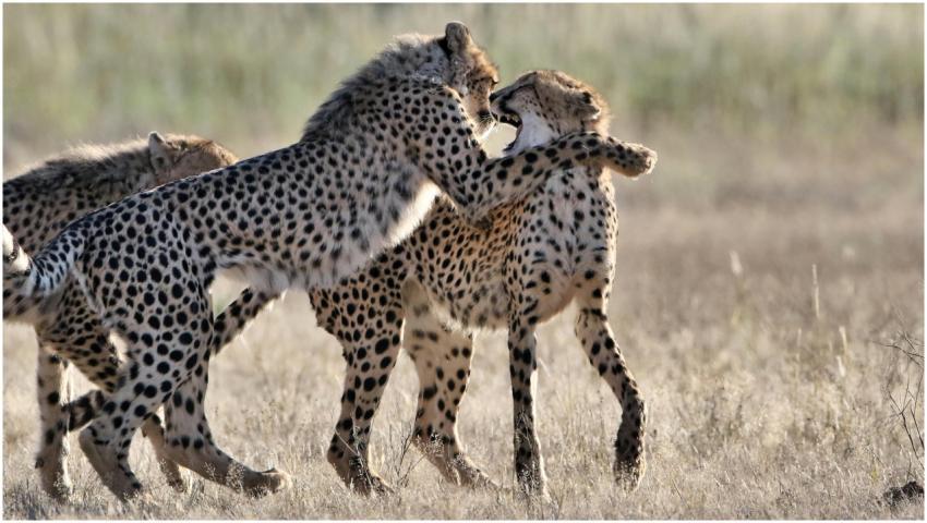 Three cheetahs playfully interacting in the grassl