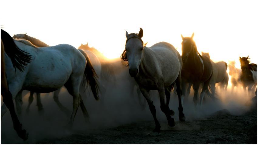 A herd of wild horses running through the dusty pl