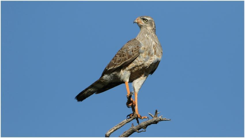 Southern Pale Chanting Goshawk perched on branch u