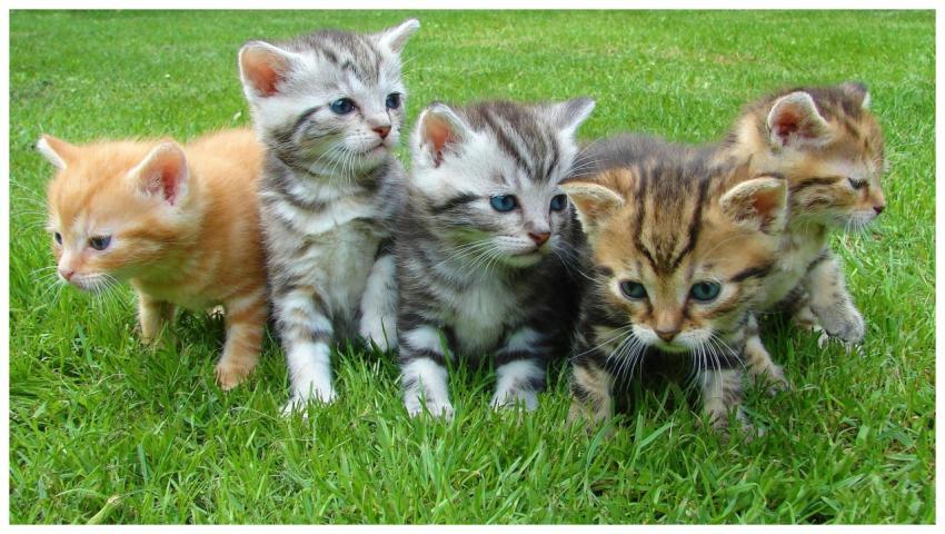 A group of five cute kittens exploring and playing