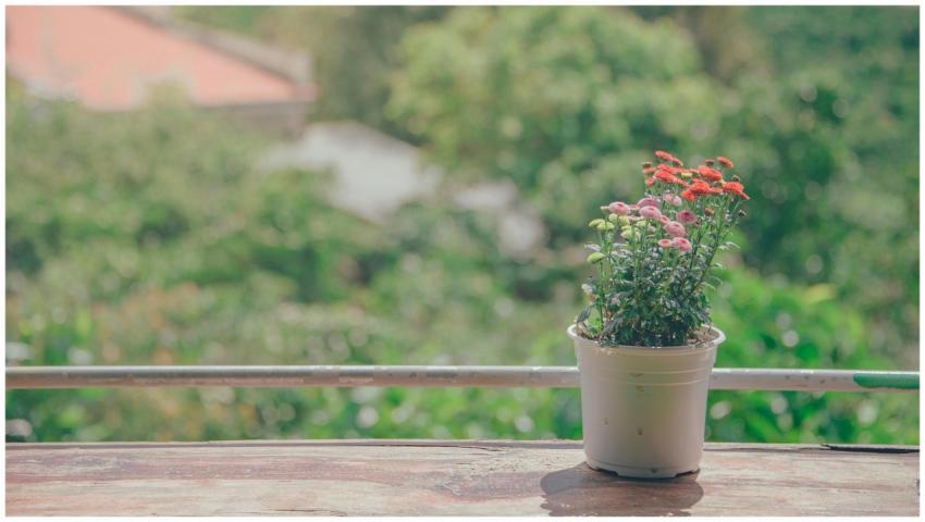 Vibrant potted flowers bask in sunlight against a