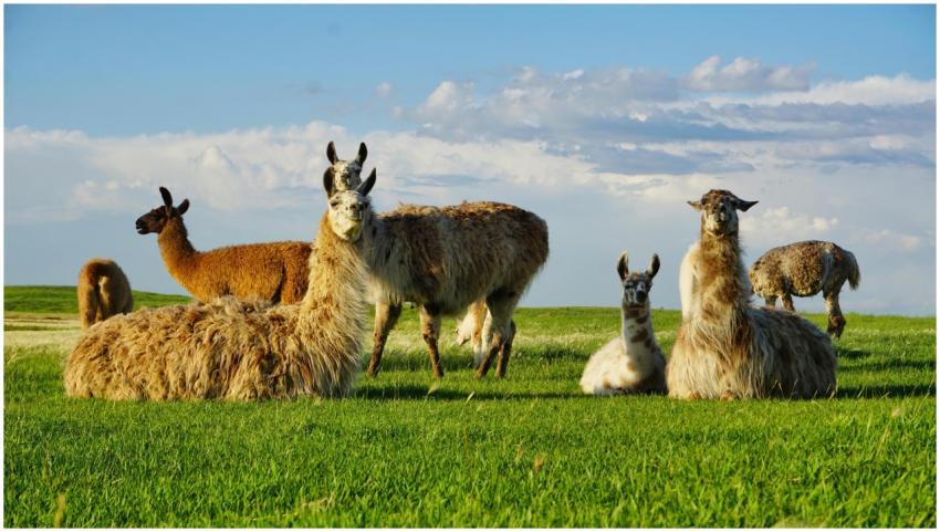 A herd of alpacas lounging and grazing on a sunlit