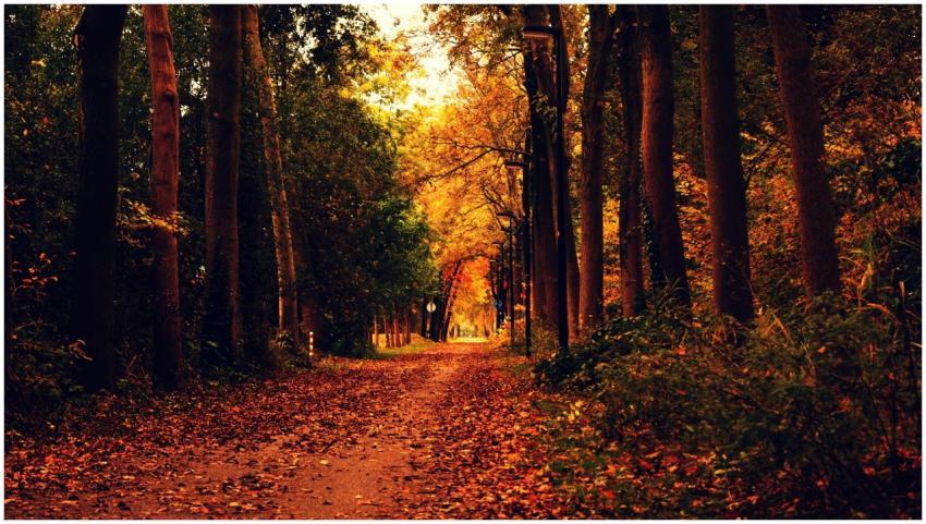 A tranquil forest path covered in vibrant autumn l