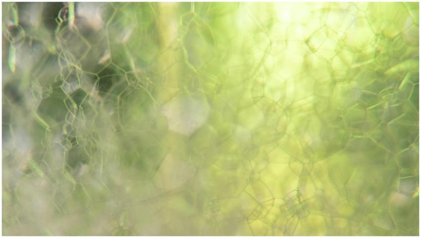 Close-up of soap bubbles forming a textured abstra