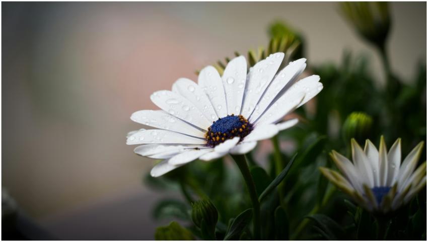 A detailed macro shot of a white daisy with dew dr
