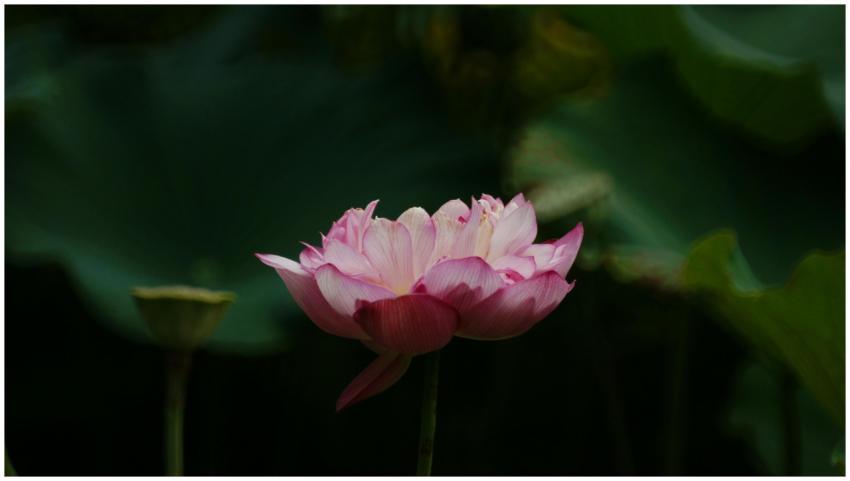 A serene pink lotus flower in full bloom against a
