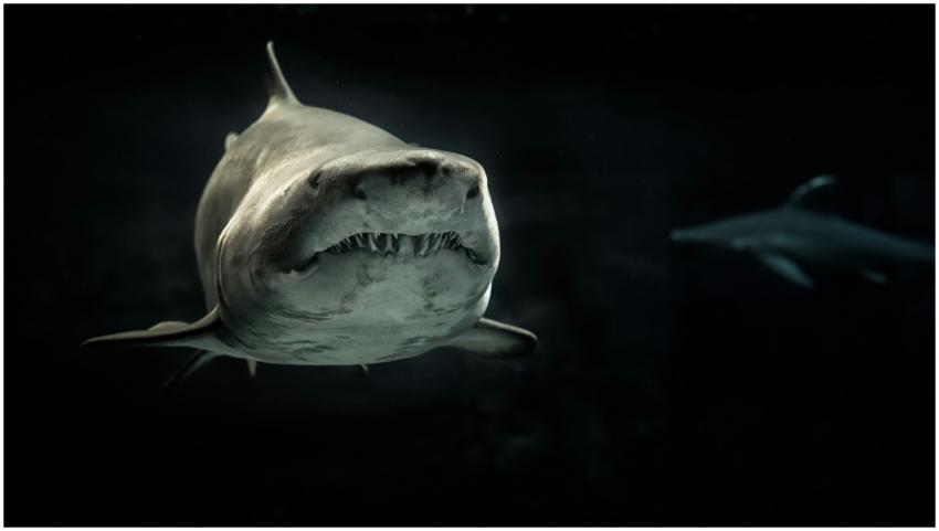 Dramatic underwater view of a shark showcasing its