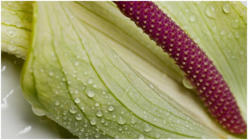Extreme close-up of a dewy lily pad with vibrant s
