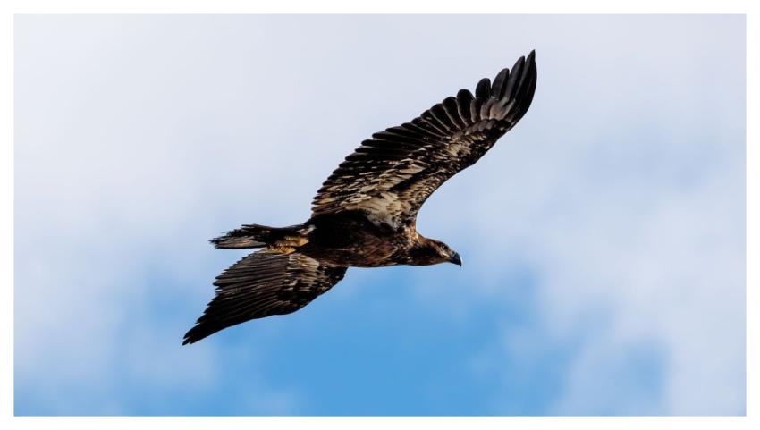 Bald Eagles Nature Wildlife Avian