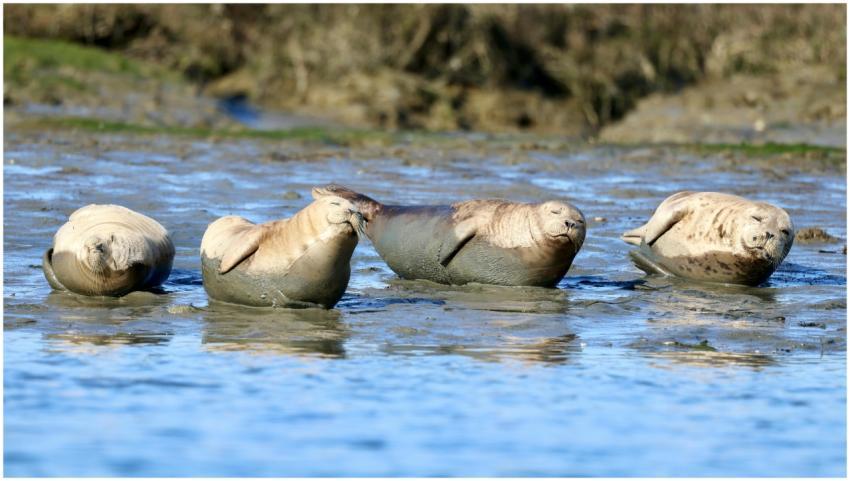 Four harbor seals basking on a sunny California sh