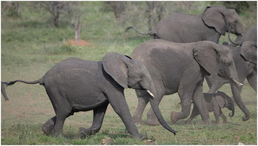 A herd of African elephants, including a baby, wal