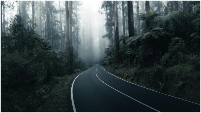 A fog-shrouded road winds through the dense forest