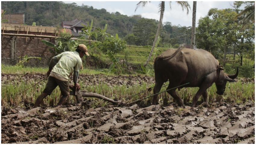 A farmer plows a rice field with an ox in Kuningan