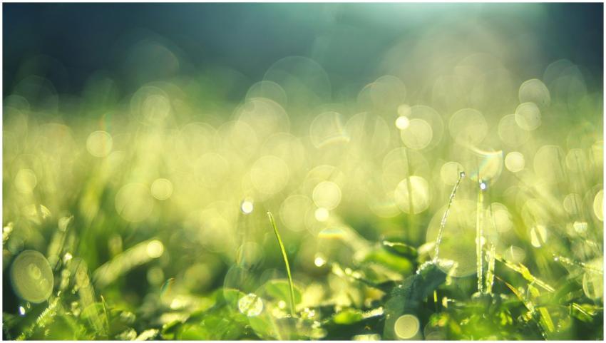 Close-up of sunlit green grass with bokeh, capturi
