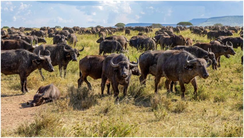 African Buffalos in the Savannah
