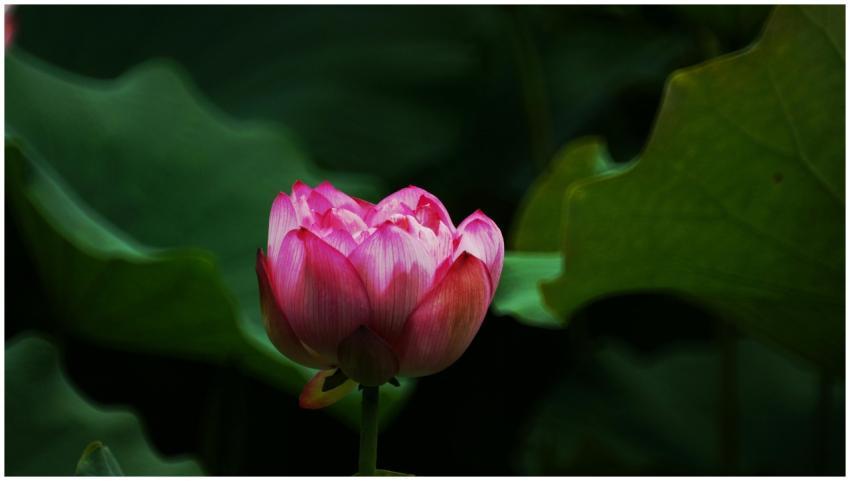 Stunning close-up of a vibrant pink lotus flower a