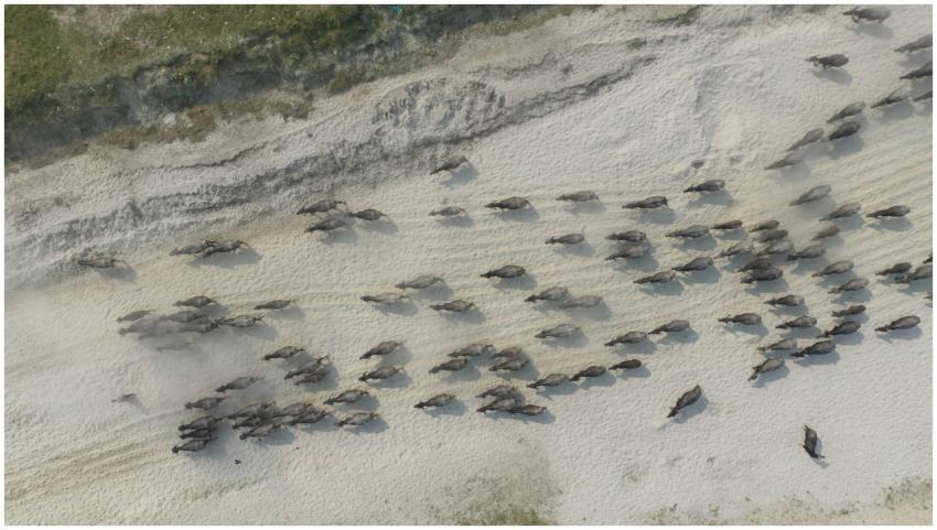 High-angle shot of a large herd of buffalo roaming