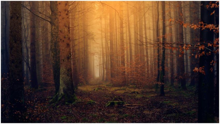 Explore the atmospheric fall forest with fog and s