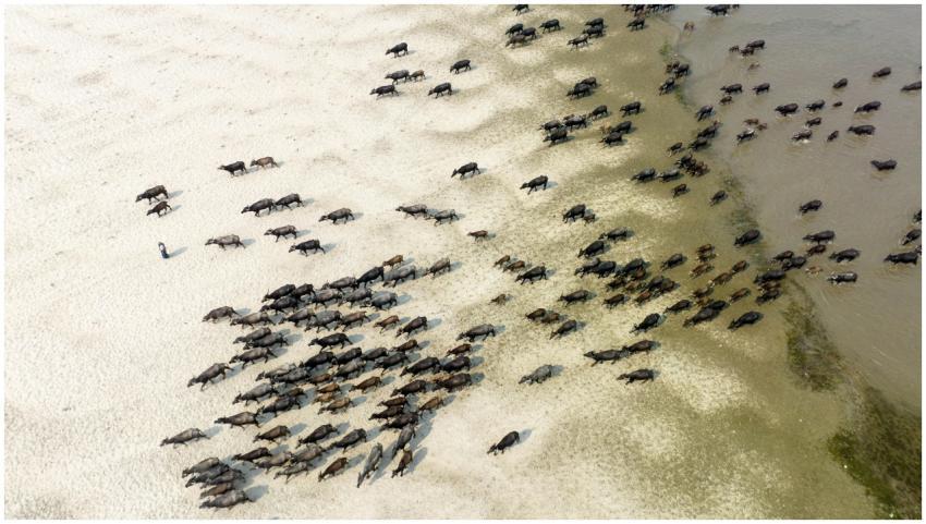 Aerial shot of a large herd of water buffalo grazi