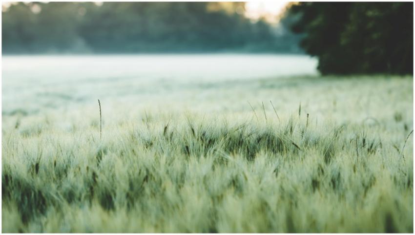 Tranquil view of a lush wheat field with soft morn