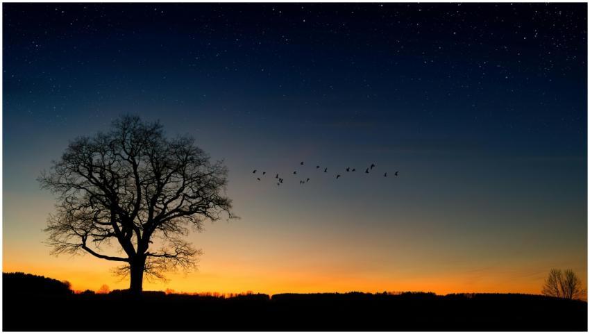 Silhouette of a tree with birds against a starry t