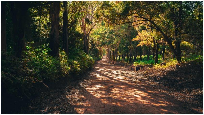 A serene forest trail illuminated by sunlight thro