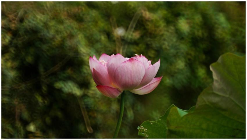 Elegant pink lotus flower blooming amidst lush gre