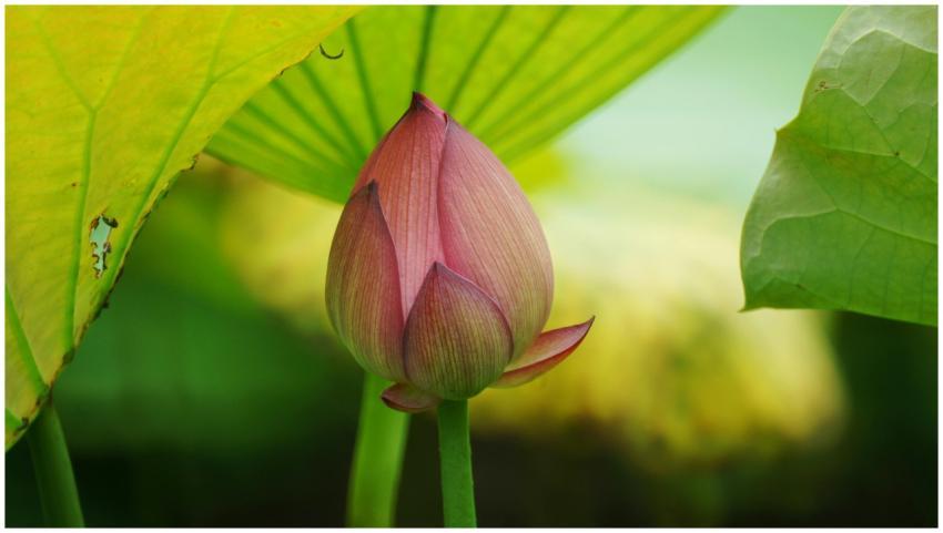 A vibrant pink lotus bud surrounded by lush green