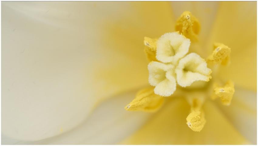 Macro shot capturing the soft yellow petals and vi