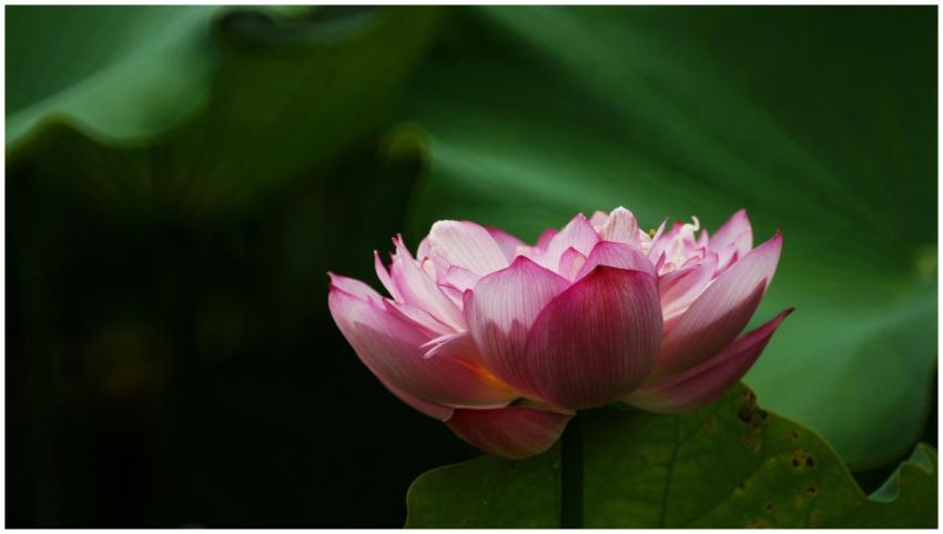 A stunning pink lotus flower in full bloom against