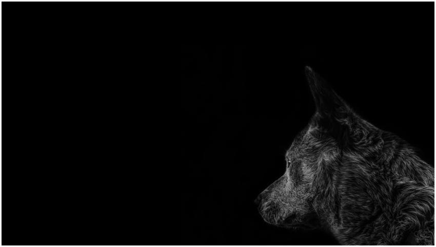 Striking portrait of a wolf side view against a de