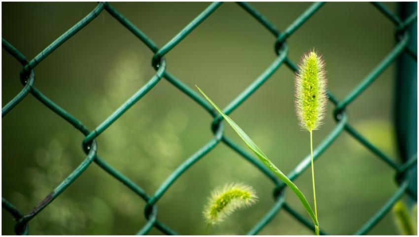 Close-up of green plants against a blurred chain-l