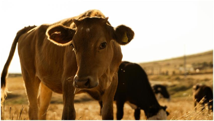 A close-up of cows grazing in a sunlit pasture, ca