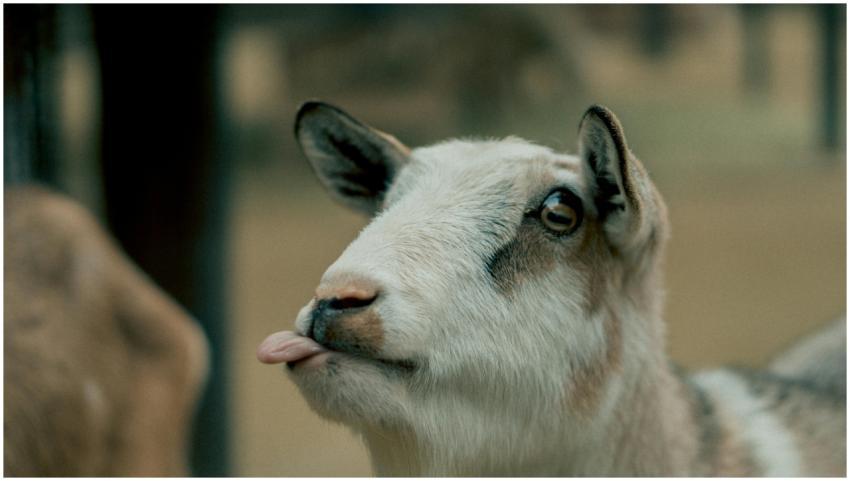 Charming goat with tongue out in a playful pose. P
