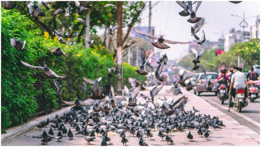 Dynamic scene of pigeons in flight on a bustling c