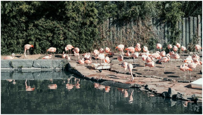 A flock of flamingos resting by a pond surrounded